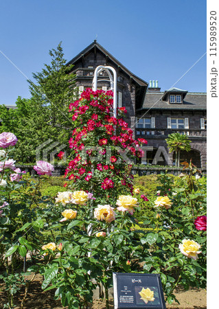 東京都　旧古河庭園　春バラの風景 　都立庭園 115989520