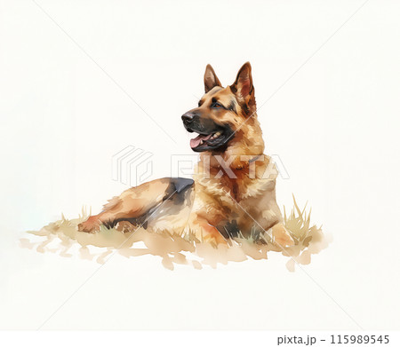 水彩シェパード犬イラストのイラスト素材 [115989545] - PIXTA