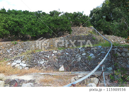 愛媛県松山市の興居島：日当たりの良い斜面に広がるミカン畑 115989556