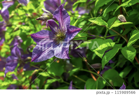 View of the flowers of the large-flowered clematis Blue Angel Viticella against a background of green foliage View of the flowers of the large-flowered clematis Blue Angel Viticella against a background of green foliage 115989566