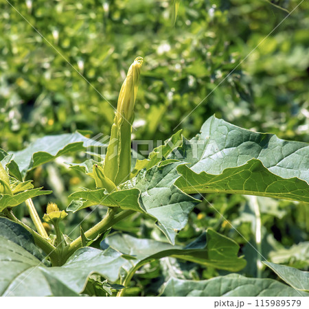 Fragrant trumpet-shaped datura,stramonium flower blooming in nature. Also known as jimsonweed, Datura stramonium, devil's snare, moon flower Fragrant trumpet-shaped datura,stramonium flower blooming in nature. Also known as jimsonweed, Datura stramonium, devil's snare, moon flower 115989579