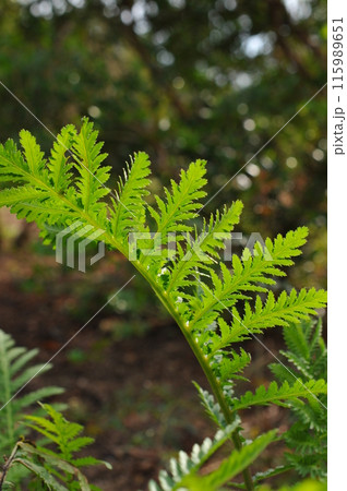 虫除けになるヨモギギクの葉 115989651