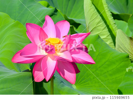 愛知県愛西市 森川花はす田のピンクのハス 115989655