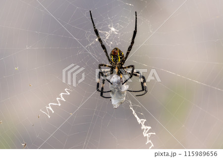糸を幾重にもからめて大きな昆虫を捕食するクモ 115989656
