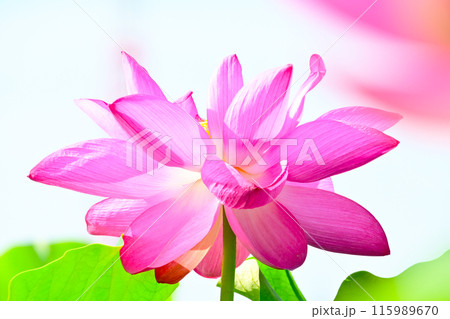 咲き誇る美しいハスの花 咲き誇る美しいハスの花 115989670