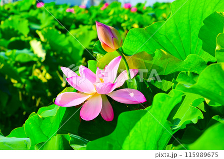 愛西市 森川花はす田 綺麗なハスの花びらとつぼみ 愛西市 森川花はす田 綺麗なハスの花びらとつぼみ 115989675