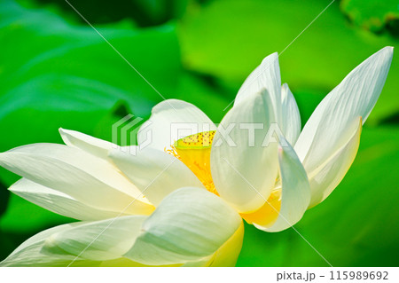 愛知県愛西市 森川花はす田の白色のハス 愛知県愛西市 森川花はす田の白色のハス 115989692