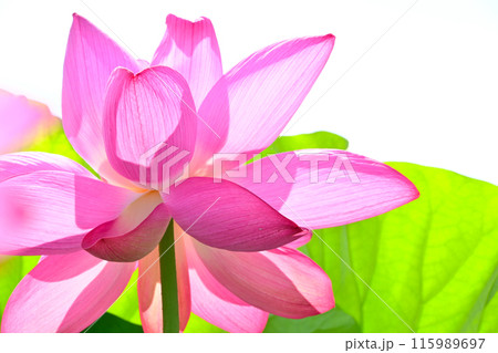 咲き誇る美しいハスの花 115989697