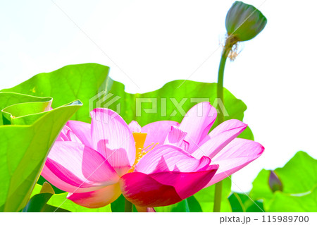咲き誇る美しいハスの花 咲き誇る美しいハスの花 115989700