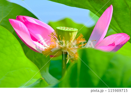花びらが散り始めたハスの花 花びらが散り始めたハスの花 115989715