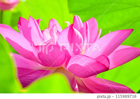 咲き誇る美しいハスの花 115989716
