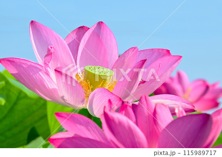 満開に咲いたハスの花びら　森川花はす田 115989717