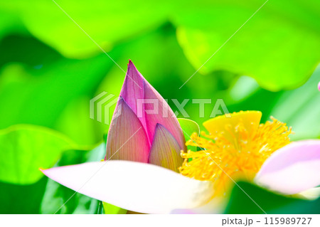 花びらが散り始めたハスの花 花びらが散り始めたハスの花 115989727