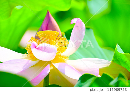 花びらが散り始めたハスの花 花びらが散り始めたハスの花 115989728