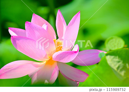咲き誇る美しいハスの花 咲き誇る美しいハスの花 115989732