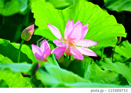 愛西市 森川花はす田　綺麗なハスの花びらとつぼみ 115989733