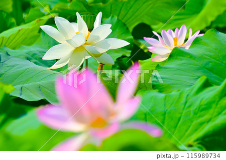 愛知県愛西市 森川花はす田の白色のハス 愛知県愛西市 森川花はす田の白色のハス 115989734