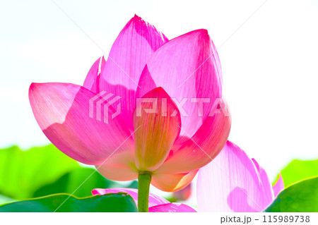 愛知県愛西市 森川花はす田のピンクのハス 愛知県愛西市 森川花はす田のピンクのハス 115989738