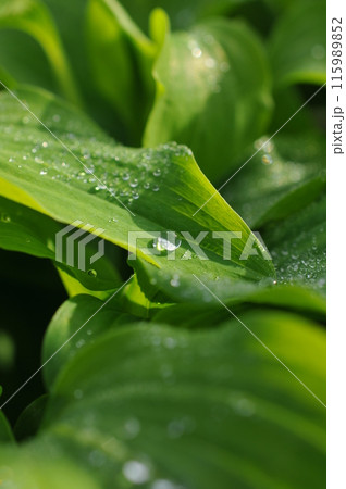 朝露の残るユリズイセンの葉 115989852