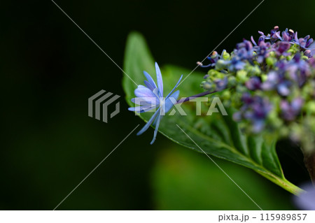 アジサイ、清澄沢 アジサイ、清澄沢 115989857