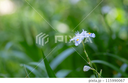 野に咲くシャガの花 115990067