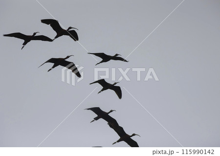 A flock of birds fly in a line across a cloudy sky 115990142