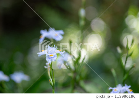 野に咲くシャガの花 115990196