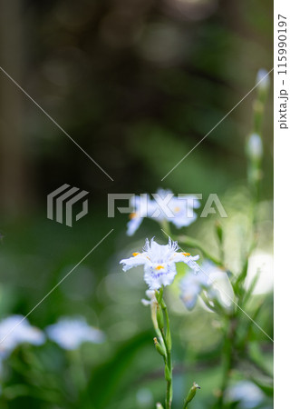 野に咲くシャガの花 115990197