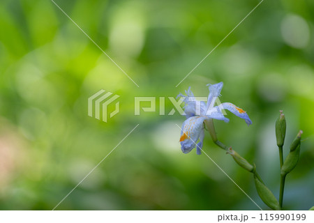 野に咲くシャガの花 115990199
