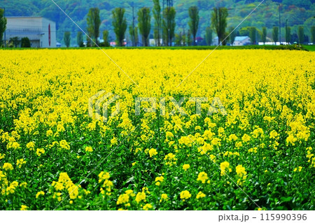 菜の花畑 115990396