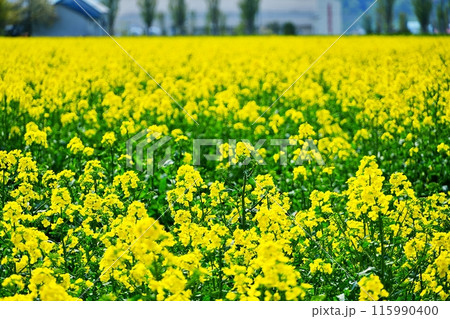 菜の花畑 菜の花畑 115990400