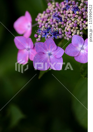 マクロレンズによるアジサイのガクの部分のクローズアップ マクロレンズによるアジサイのガクの部分のクローズアップ 115990422