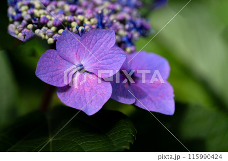 マクロレンズによるアジサイのガクの部分のクローズアップ 115990424