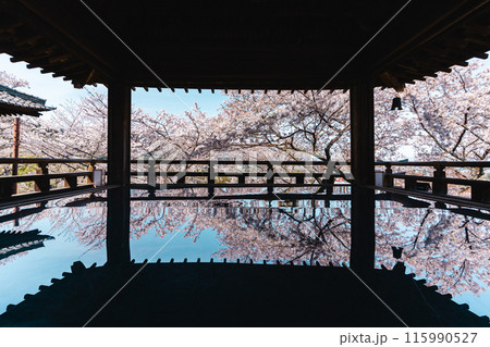 反射する桜 反射する桜 115990527
