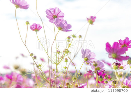 風に揺れるコスモス 115990700