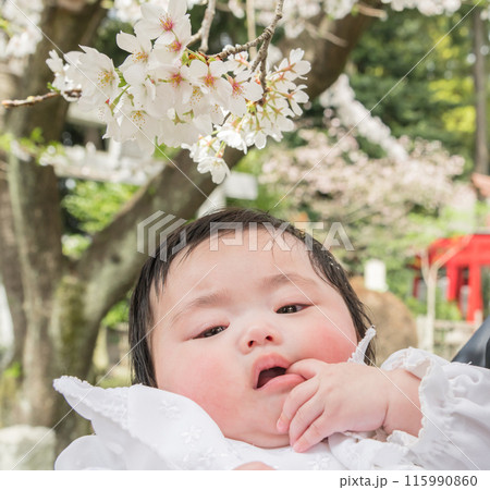 【お宮参りの赤ちゃんと桜】 115990860