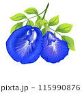 The illustration of the blue flower is very beautiful. 115990876