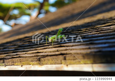 屋根のカマキリ 115990944