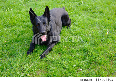 Black German shepherd on a green grass field 115991103