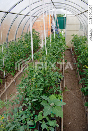 Vegetables grown in a greenhouse 115991104