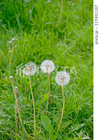 Dandelions on a green field 115991107