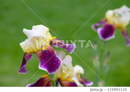 Iris flower on the green lawn 115991110
