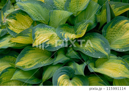 A hosta flower with green and yellow leaves in the garden A hosta flower with green and yellow leaves in the garden 115991114