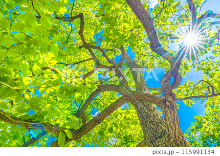 日本の横浜都市景観 青空や太陽光に映えるクスノキ。花言葉は芳香=12日、横浜市内 日本の横浜都市景観 青空や太陽光に映えるクスノキ。花言葉は芳香=12日、横浜市内 115991134
