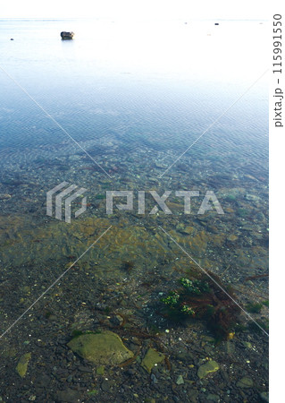 早春の宗谷岬　朝凪の海 115991550