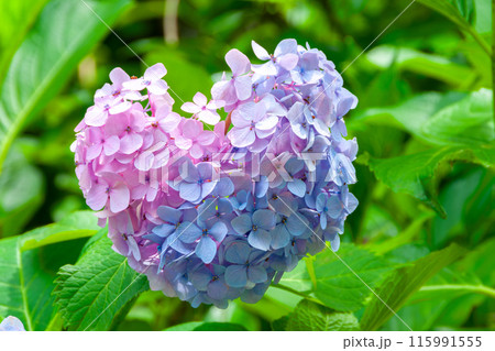 梅雨の晴れ間に咲くハート型の紫陽花 1 115991555