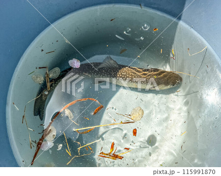 バケツの中の岩魚~春釣り~ バケツの中の岩魚~春釣り~ 115991870