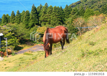 【宮崎県】晴天の都井岬（御崎馬の放牧場） 115991918