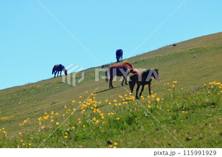 【宮崎県】晴天の都井岬（御崎馬の放牧場） 115991929