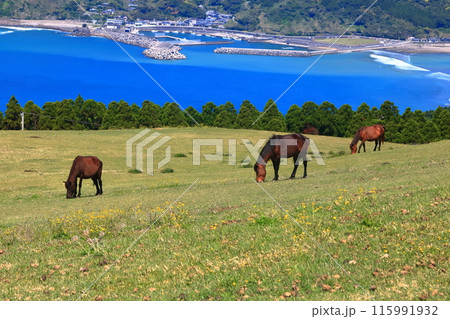 【宮崎県】晴天の都井岬（御崎馬の放牧場） 115991932